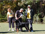 MALES SIEGER CLASS: 0118 Darkstarrs Chrome Von Dietrich V1