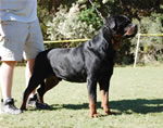 MALES VETERANS: 0131 Ramzes Crni Lotos V1