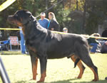 MALES VETERANS: 0142 Ramzes Crni Lotos V1