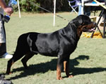 MALES VETERANS: 0148 Ramzes Crni Lotos V1