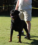 MALES VETERANS: 0326 Ramzes Crni Lotos V1 From Veterans Class