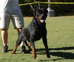 MALES VETERANS: 0327 Ramzes Crni Lotos V1 From Veterans Class