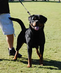 OPEN MALES: 0569 Diesel Braddox Von Rivendell V2