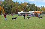 0218 Best Female Puppy 4-6 Mth Misty Lakes Silverstars Prada V Ursa VP1