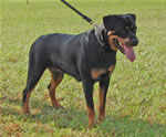 0300 Lucia V Drakkenfels SG