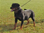 0335 Mira Ketlhausen SG