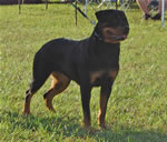 0354 Lucia V Drakkenfels SG