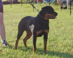0355 Lucia V Drakkenfels SG