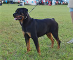 0387 Jarci V Drakkenfels G