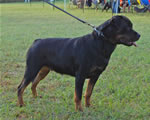 0392 Foundations Amazing Grace SG4