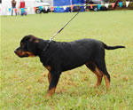 0136 Diamond Vd Stark P