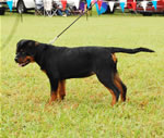 0142 Ditza Vd Stark VP