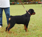 0150 Misty Lakes Silverstars Prada V Ursa VP1 Best Female Puppy
