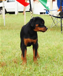 0165 Kostlich Bella Filou V Ursa VP4