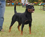 0657 Nadira Crni Lotos SG
