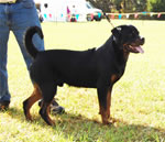 0246 Roar Vd Amell G