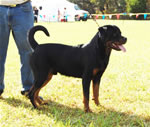 0247 Roar Vd Amell G