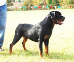 0250 Broley Sohn Seinauf V Mutig Herz G4