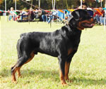0263 Tazbars Chairman Of The Board V Bromel SG