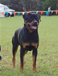 0279 King V Drakkenfels G3