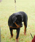 0036 Kostlich Austin Blu Oden Misty Lake VP1 Best Male Puppy