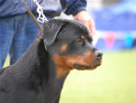 0065 Darkstarrs Coby Dicalabria VP1