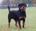 0088 Jennasons Cajun Chance P