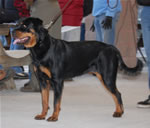 1327 Mona Vom Drakkenfels SG