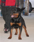 1331 Roxy Von Der Blockhutte V4