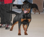 1332 Roxy Von Der Blockhutte V4