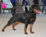 1333 Roxy Von Der Blockhutte V4