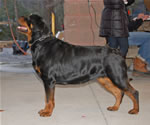 1366 Kostlich Zzora Royal Von Ursa V3