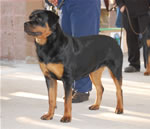1270 Stoney Creek Raven Beauty VP2