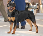 1272 Stoney Creek Raven Beauty VP2