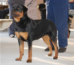 1273 Stoney Creek Raven Beauty VP2