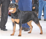 1284a Stoney Creek Raven Beauty VP2