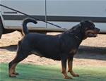 0095 Bella Von Neunkircher Schloss V2