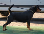 0099 Bella Von Neunkircher Schloss V2