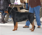 0989 Kostlich Bodacious Von Ursa VP3