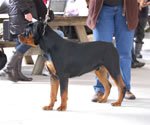 0991 Kostlich Bodacious Von Ursa VP3