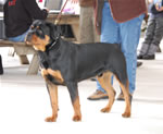 0993 Kostlich Bodacious Von Ursa VP3