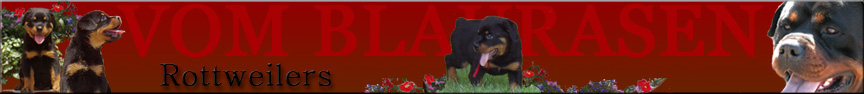 rottweiler Christmas puppies, rottweiler puppies, rottweiler puppies for sale, rottweiler breeders, German rottweiler puppies, rottweilers, vom Blaurasen Rottweilers