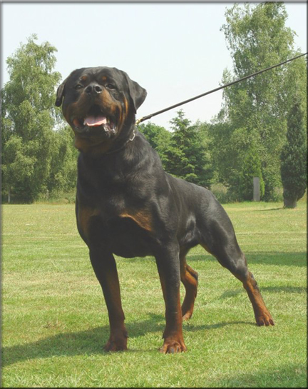 Benno v h Falconsnest, rottweiler puppies