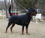 18-24 MONTH FEMALES: 1057 Yuli Von Zmax SG1