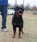 18-24 MONTH FEMALES: 1059 Yuli Von Zmax SG1