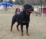 18-24 MONTH FEMALES: 1060 Yuli Von Zmax SG1