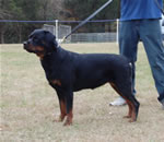 18-24 MONTH FEMALES: 1066 Yuli Von Zmax SG1