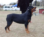 18-24 MONTH FEMALES: 1067 Tiara Von Evman SG2 