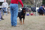 18-24 MONTH FEMALES: 1069 Tiara Von Evman SG2 