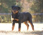 4-6 MONTH FEMALES: 0742 Darkstarrs Easy